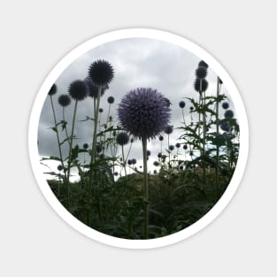 Globe Thistles Magnet